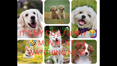 My dog 🐕🐕😂😂🐕🫣🫣 funny moments 😂 crazy