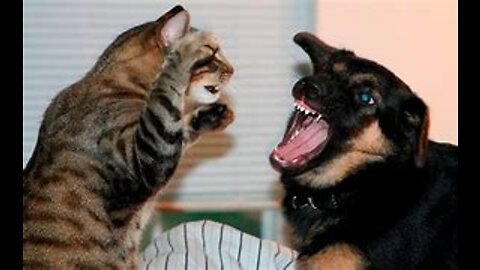 very funny dogs and cats video