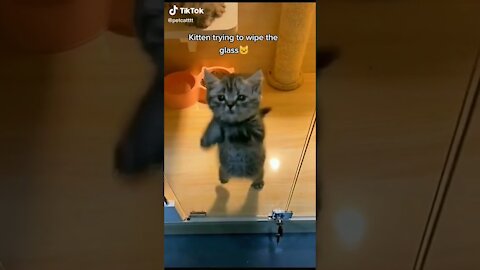 Cute Funny Cat Cleaning Glass