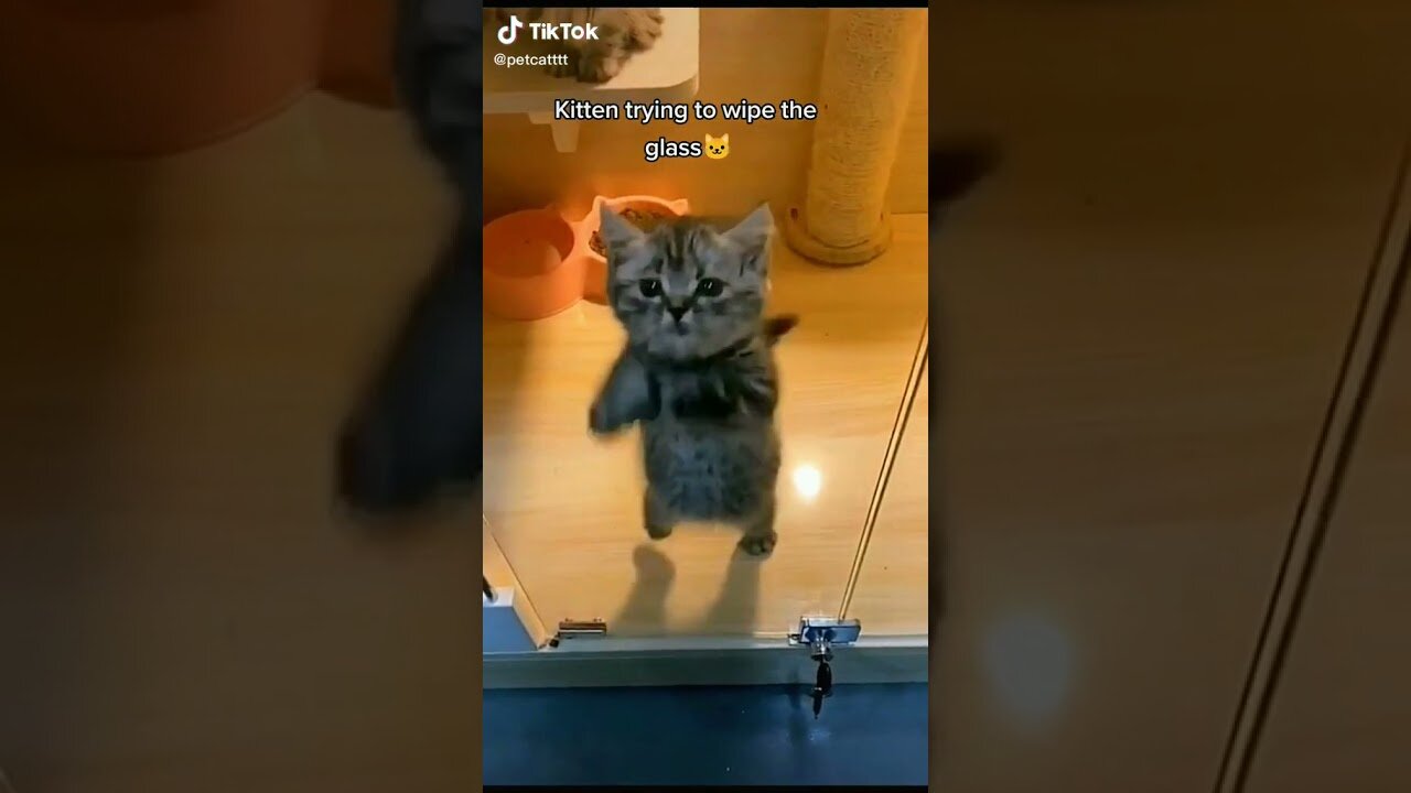 Cute Funny Cat Cleaning Glass