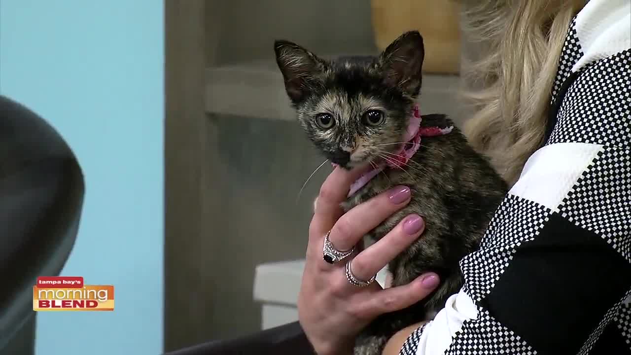 Humane Society Tampa | Morning Blend