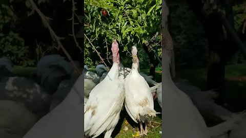 #turkeys #turkey #homestead #homesteading #farm #farmlife #farmanimals #cuteanimals