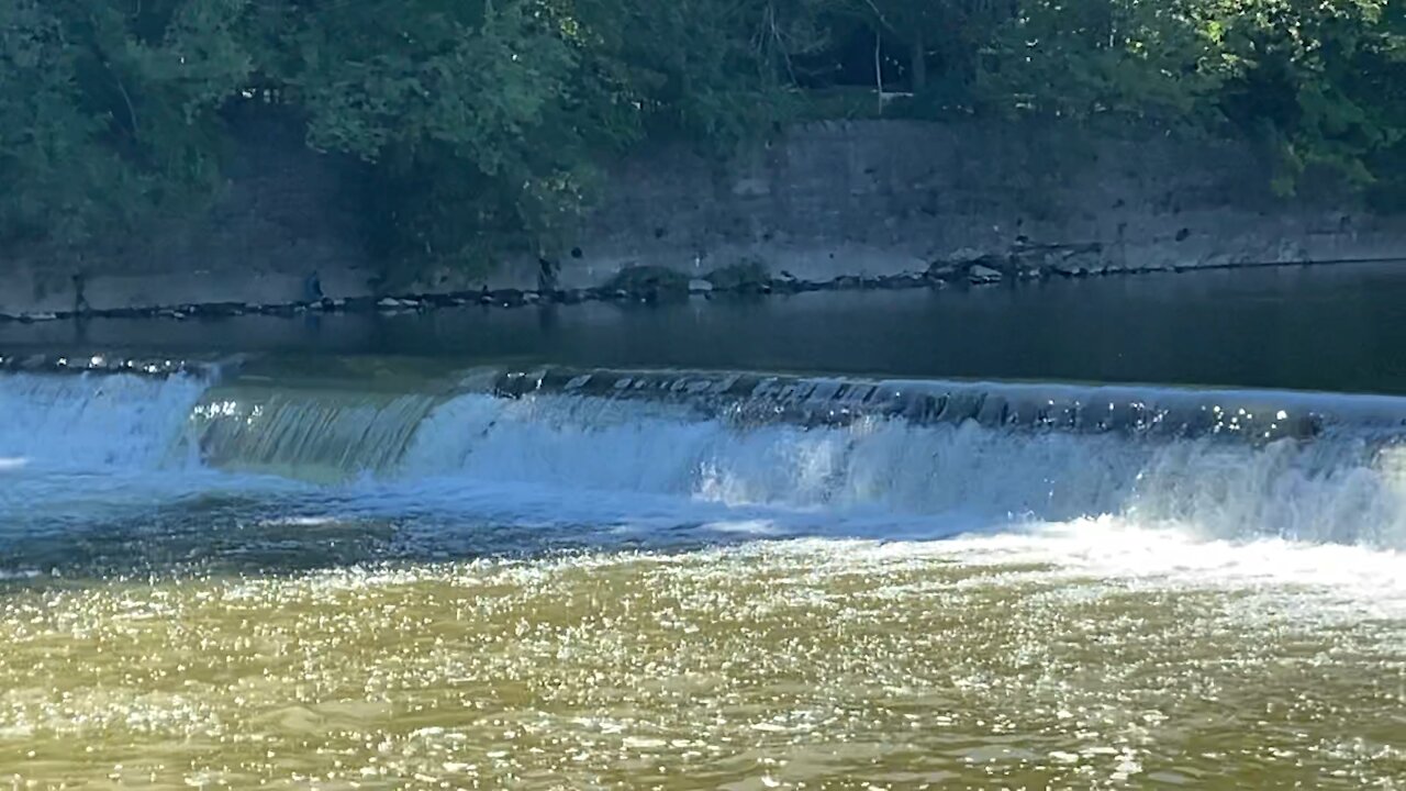 2021 Salmon run Humber River 75