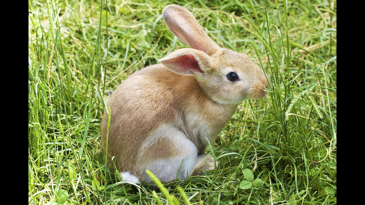 funny rabbit happy to play in the sand