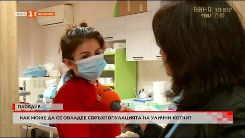 Как може да се овладее свръхпопулацията на улични котки