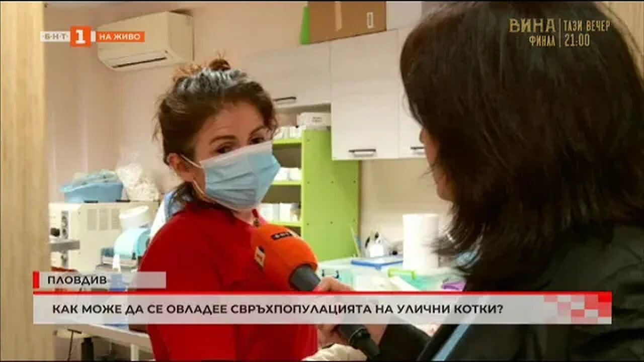 Как може да се овладее свръхпопулацията на улични котки