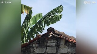 Un rat attaque un serpent pour sauver ses bébés