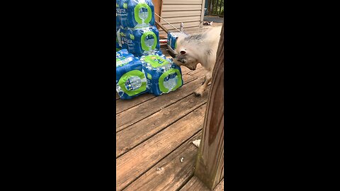 Goat vs Case of water