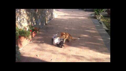 CAT AND DOG PLAYING - Crazy Funny Pets