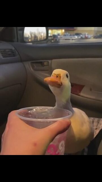 Give him the ice or things won’t go nice