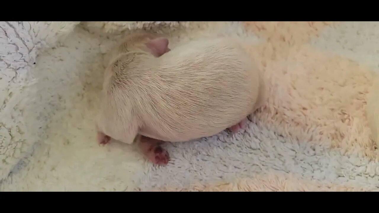Raynah's "U/V" Litter (2)