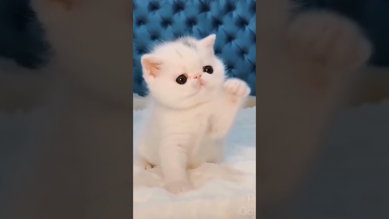 Reaction cute cats funny video