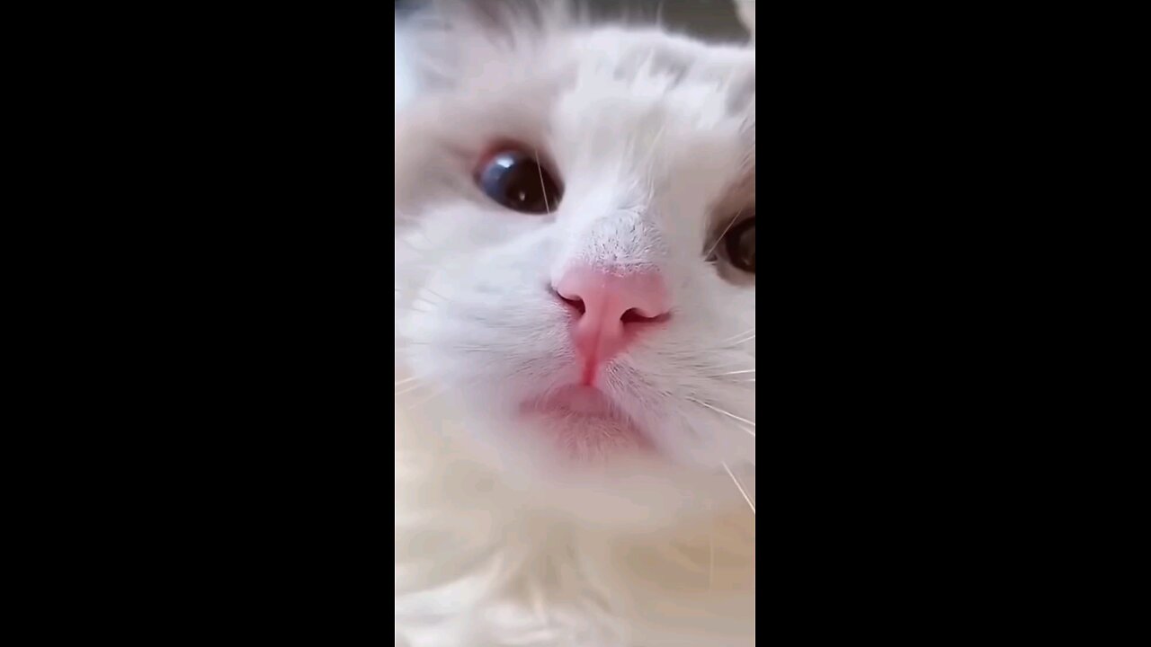 funny cat video