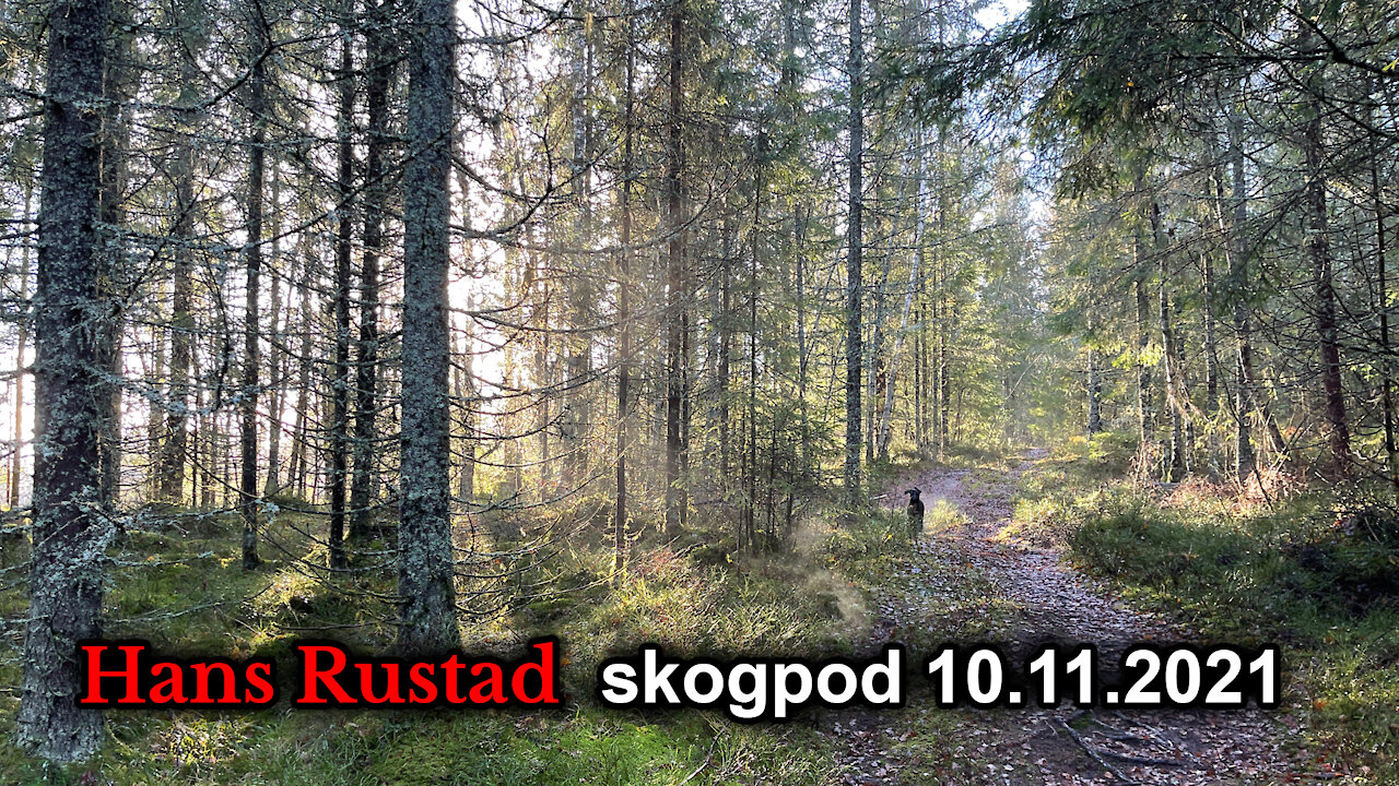 Skogpod 10. november: Covid? Vi vet hva vi snakker om