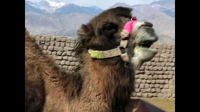 Silk Route Camels Saved