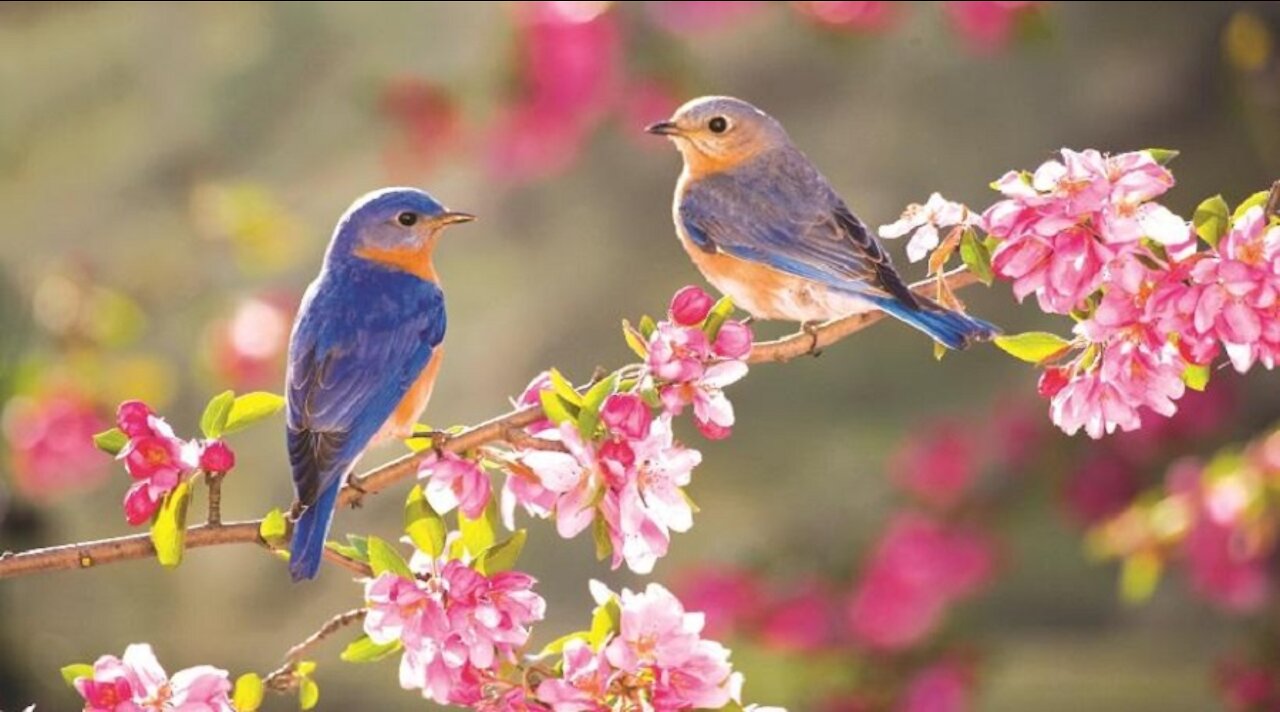 Pandemic until Spring, or obligations ... ???