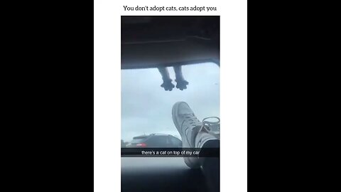 cats funny video
