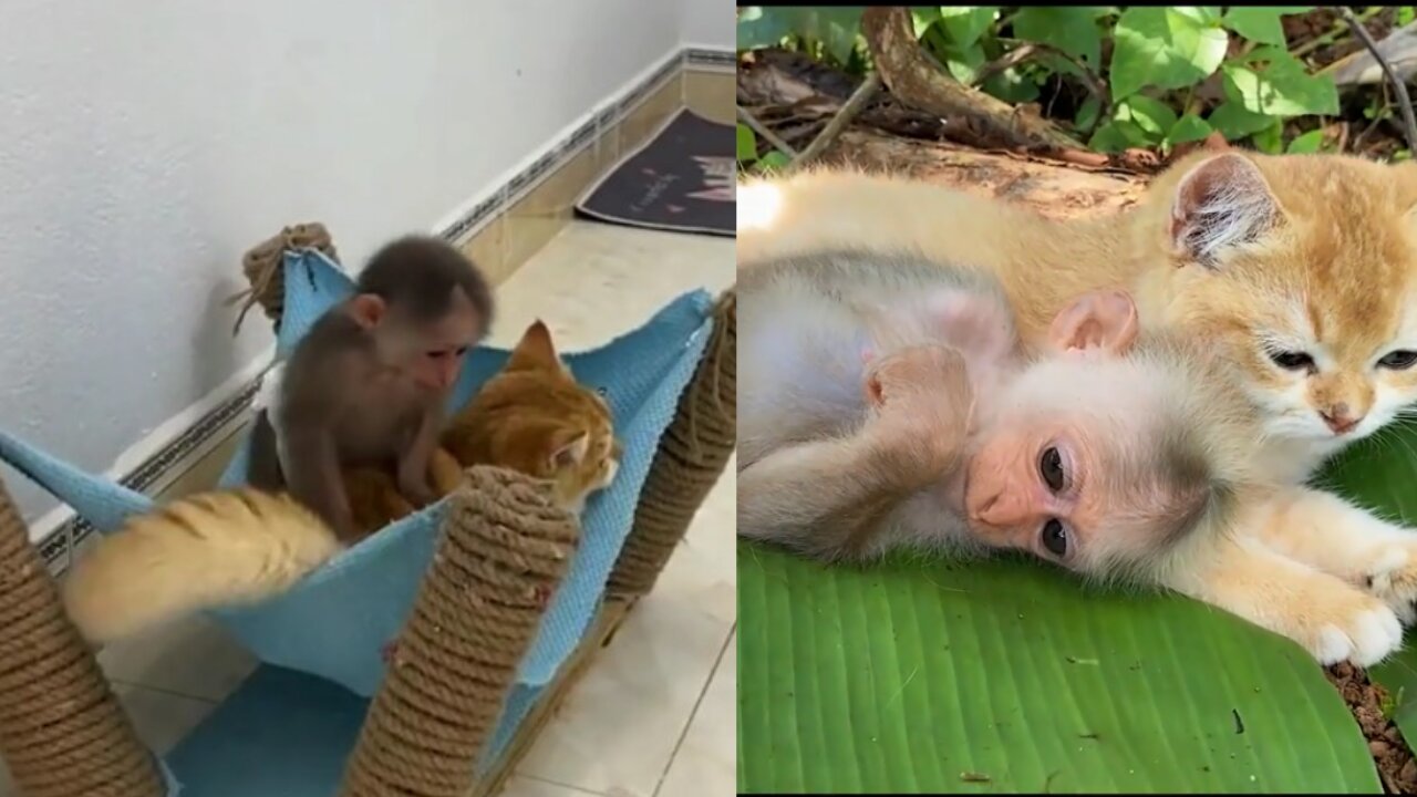 Cute Puppies Monkey video #short part#6