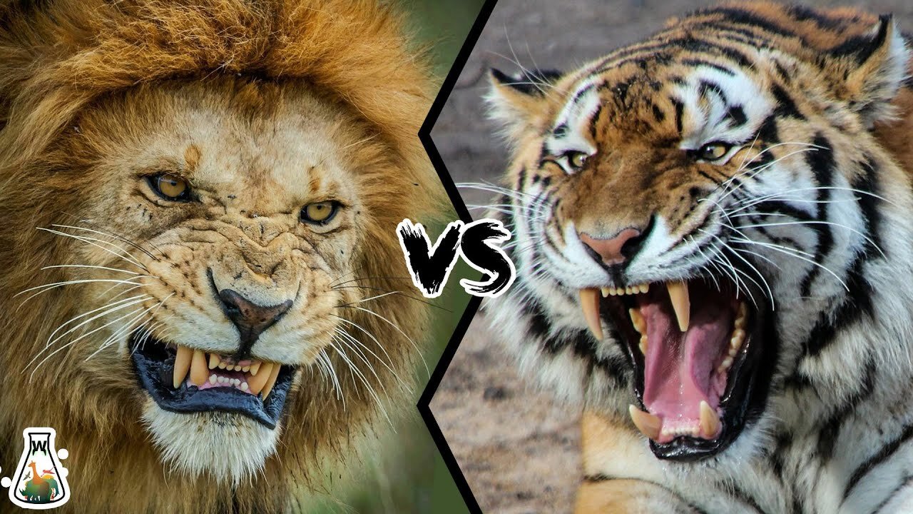 Tiger vs lion fight