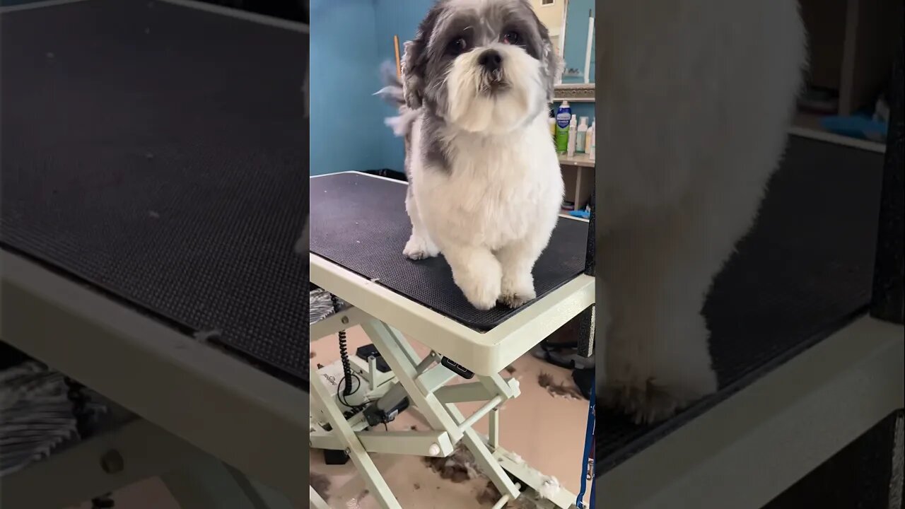 Adorable Maltese Mix gets a SUMMER GROOM!😎🐾✂️