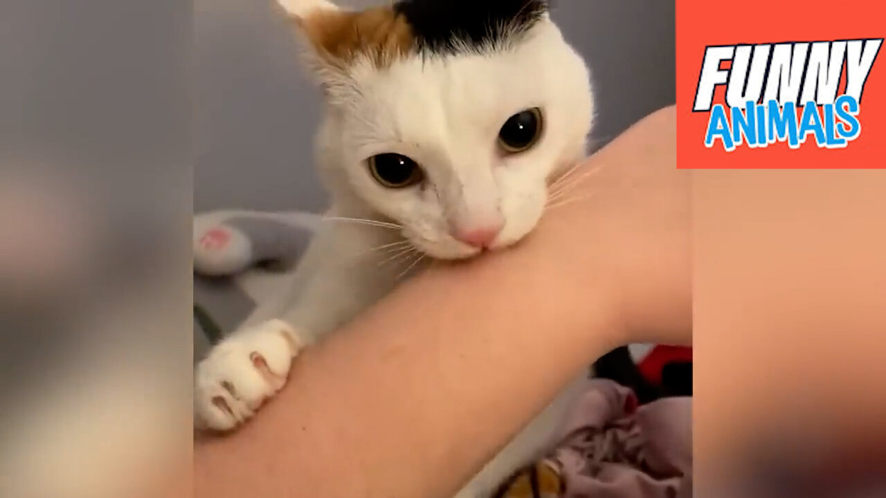 😁 - Best Funniest Animals Video 2024