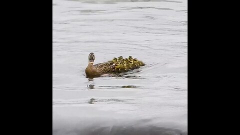 wao it's brave and struggling duck family