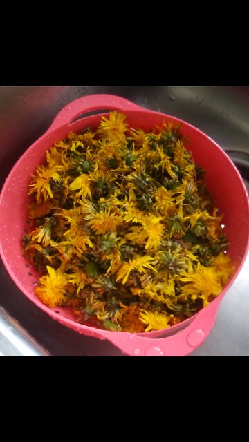 The Superfood in your yard...part1 (my camera made 2 recordings 🤷🤦)