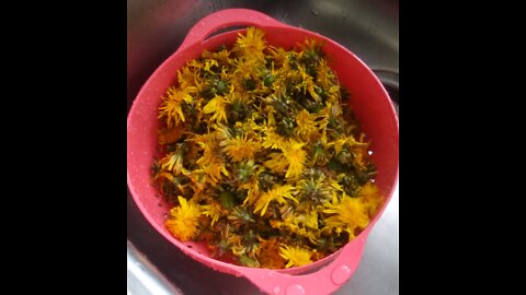 The Superfood in your yard...part1 (my camera made 2 recordings 🤷🤦)