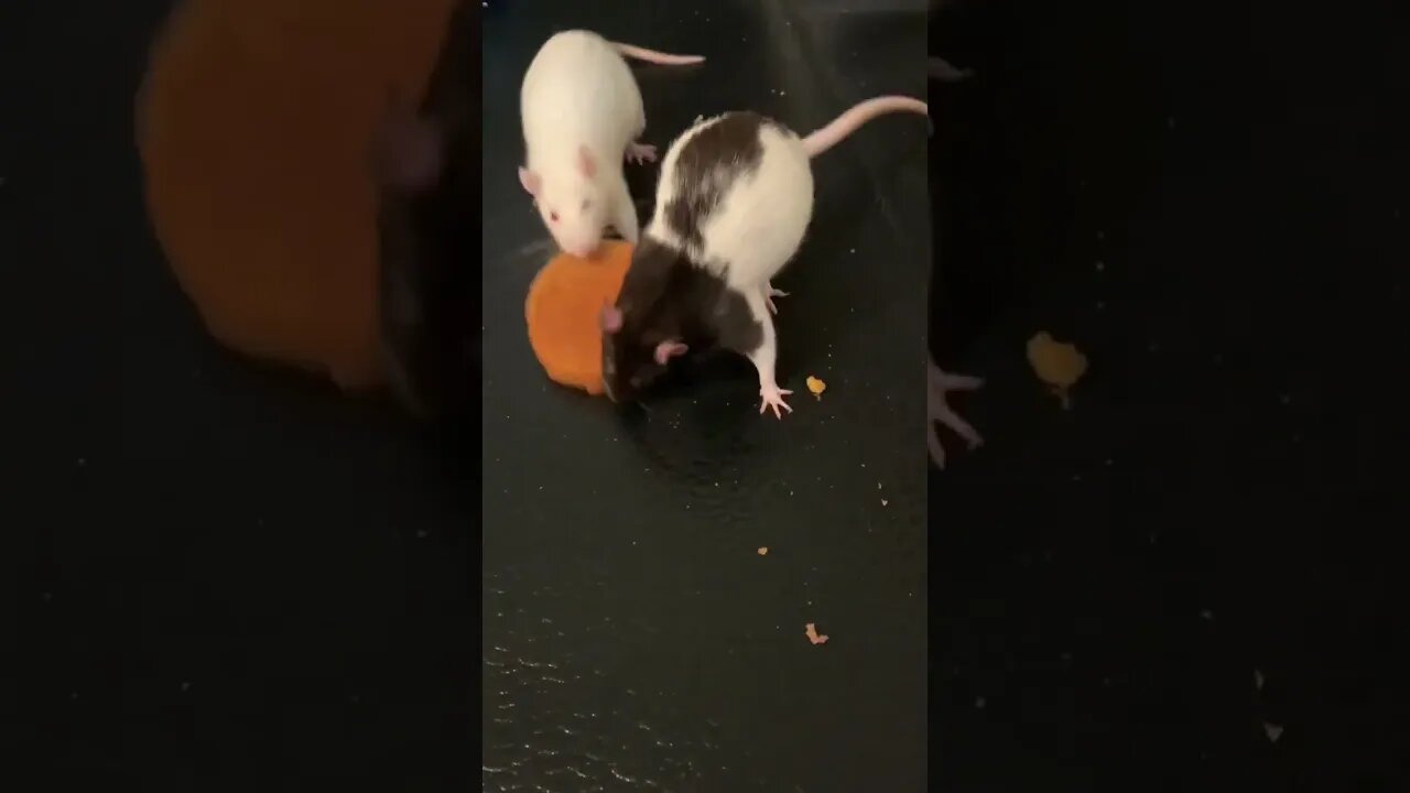 Pet Rats Carrying Things That Are Way Too Big For Them