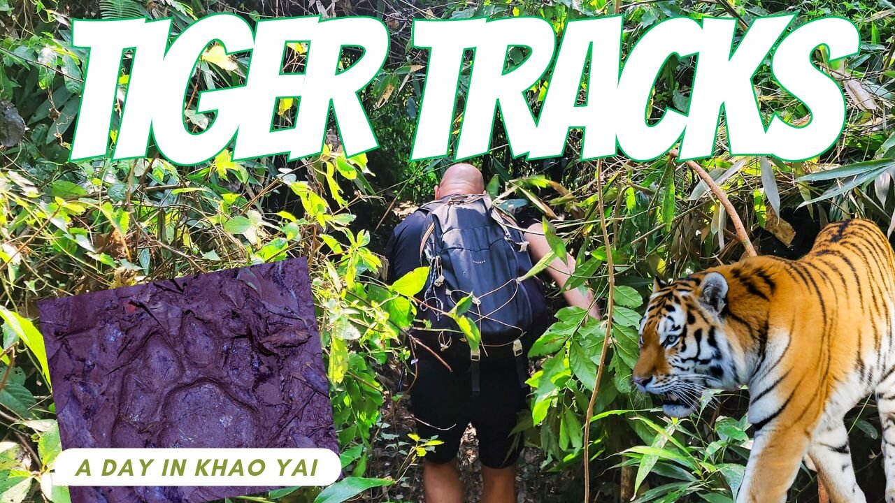 Wild Whispers: Jungle Adventures and Tiger Tales in Khao Yai