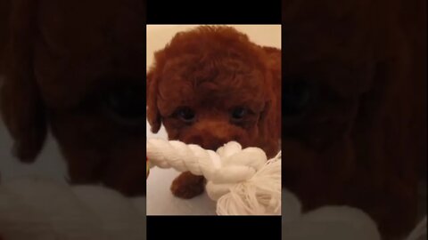 Funniest Cat and Dog Videos Compilation