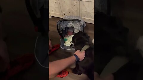 Rottweiler Meets A Newborn For The First Time!