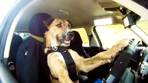 Genius Animals Caught On Camera!