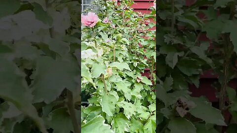 #gardening #flower #floweringplant #hibiscus #smallgardenideas #summerflowers