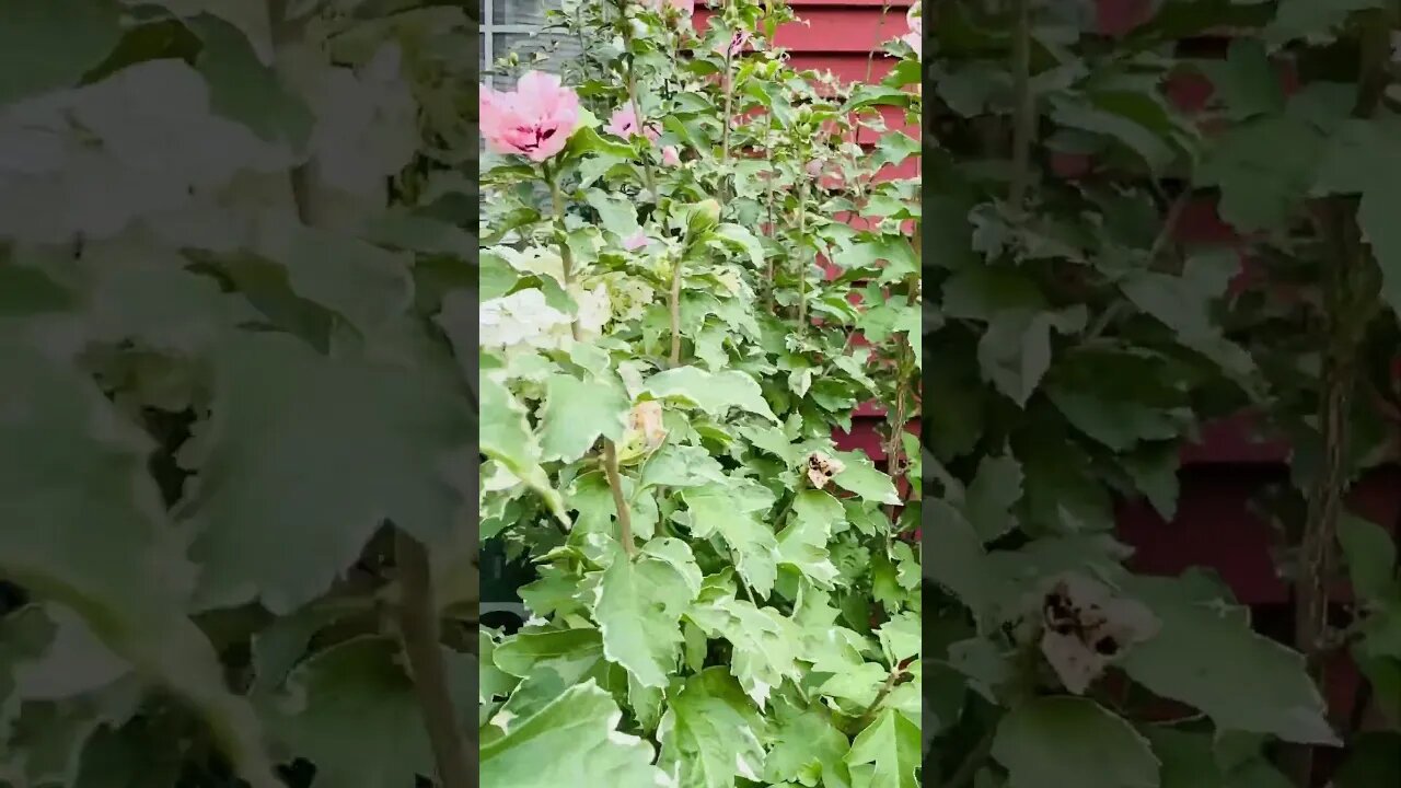 #gardening #flower #floweringplant #hibiscus #smallgardenideas #summerflowers