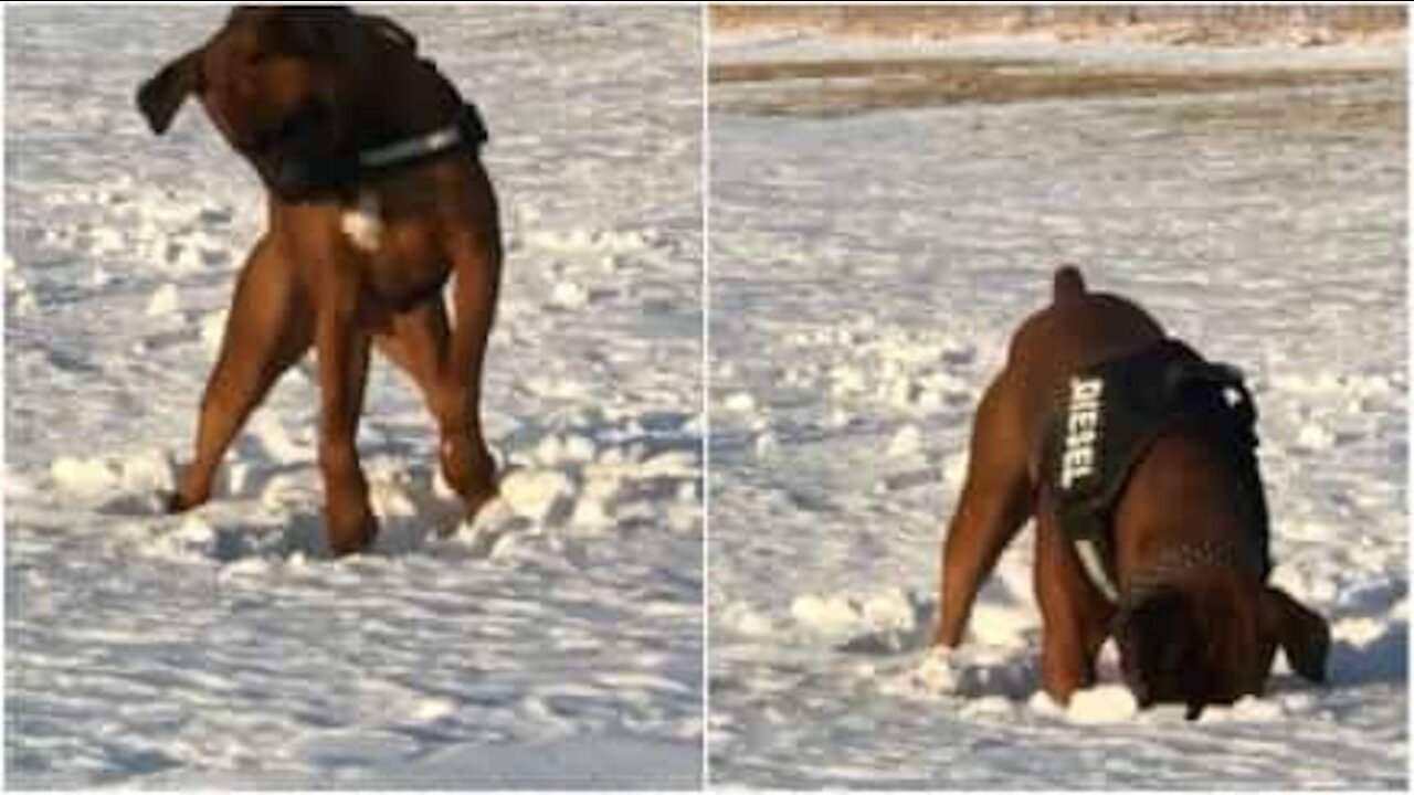 Hund bruger sjov teknik til at få bold ud af sneen