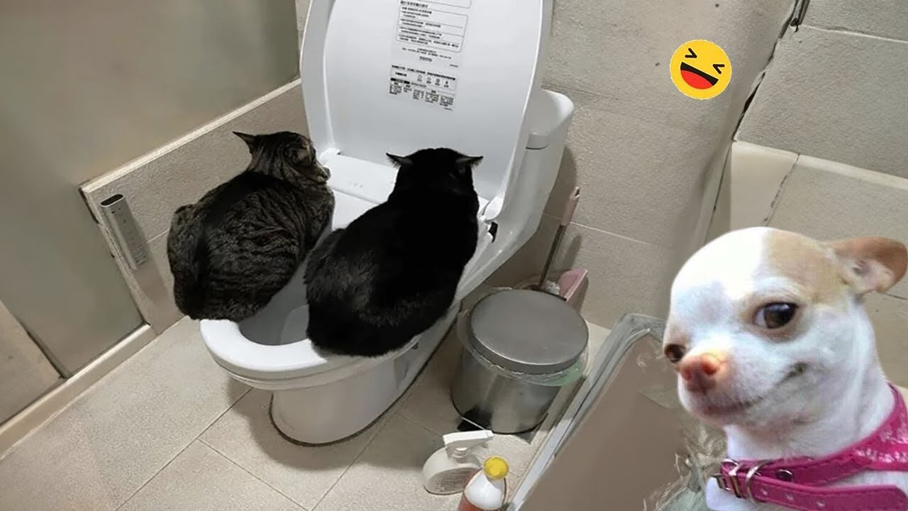 New Funny Animals π Funniest Cats and Dogs Videos πΊπΆ Part 103
