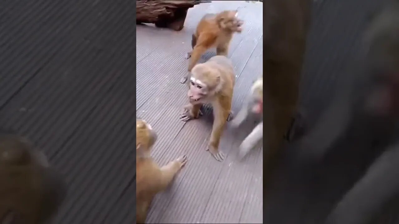 Funny moments in the wild