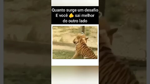 Quanto surge um desafio, E você sai melhor do outro lado