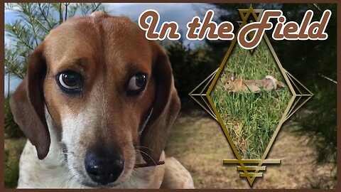 Beulah the Beagle