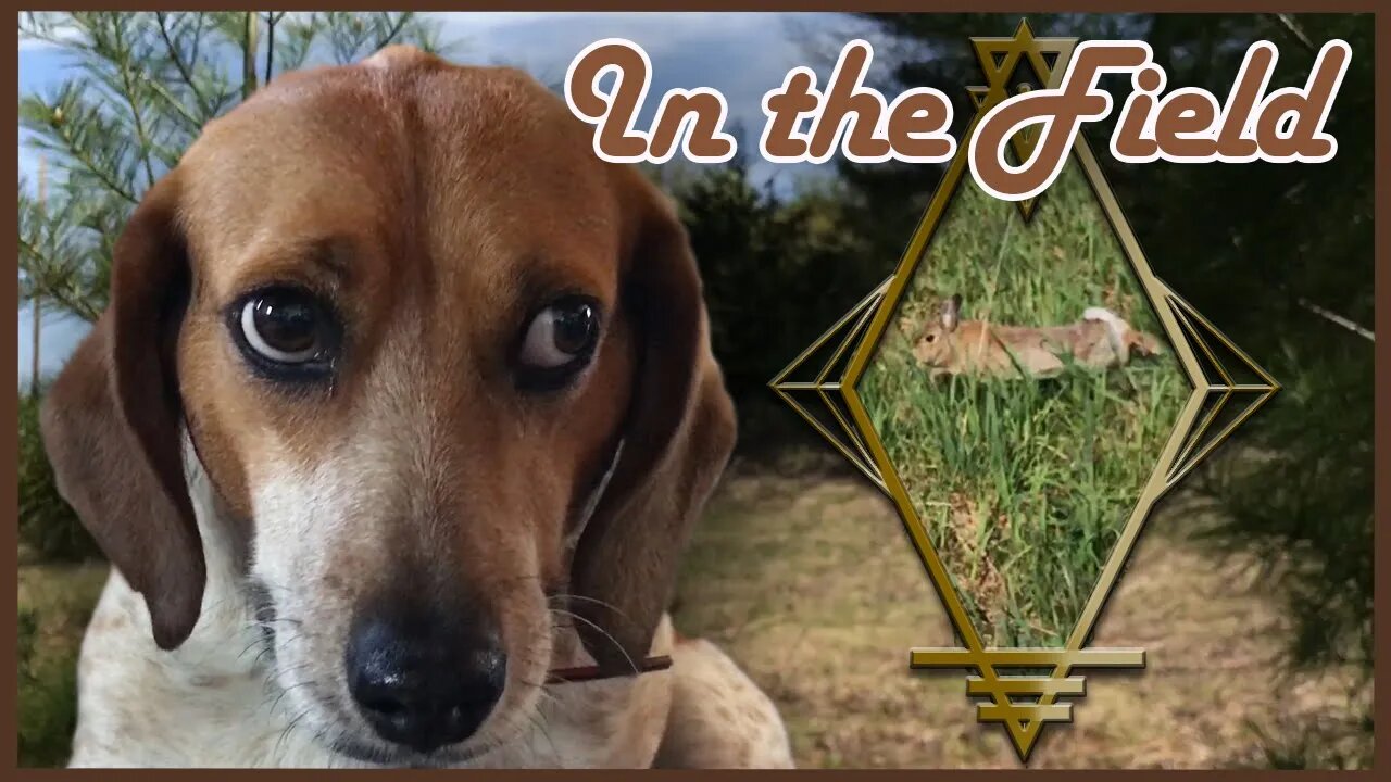 Beulah the Beagle