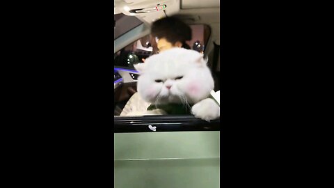 funny cat dancing video