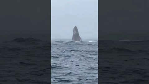 Baleia Jubarte 🐋