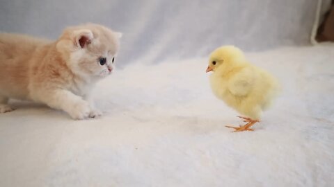 little cat