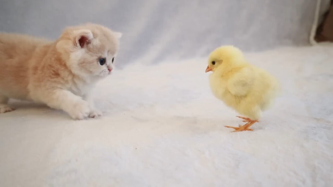 little cat