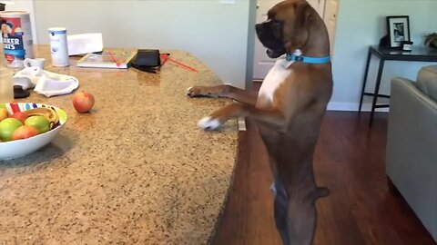 Best Dogs Funny Video😂