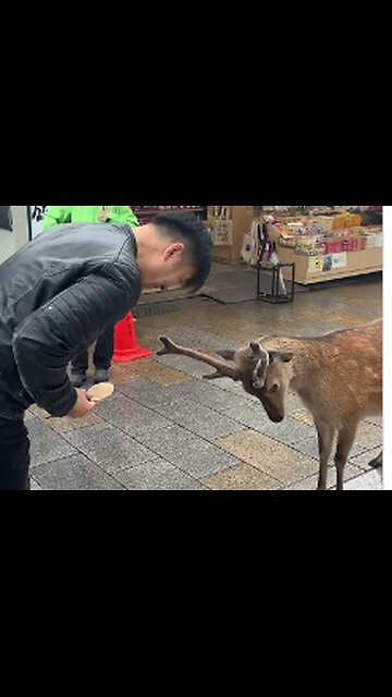 Japanese Deer Bows Before Cakes, VIAL,