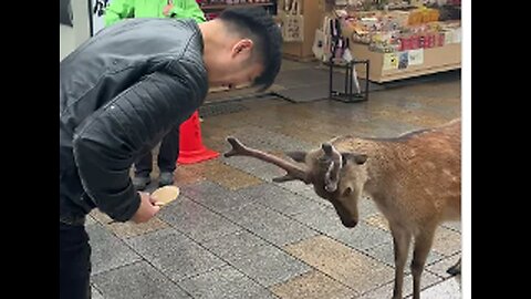 Japanese Deer Bows Before Cakes, VIAL,