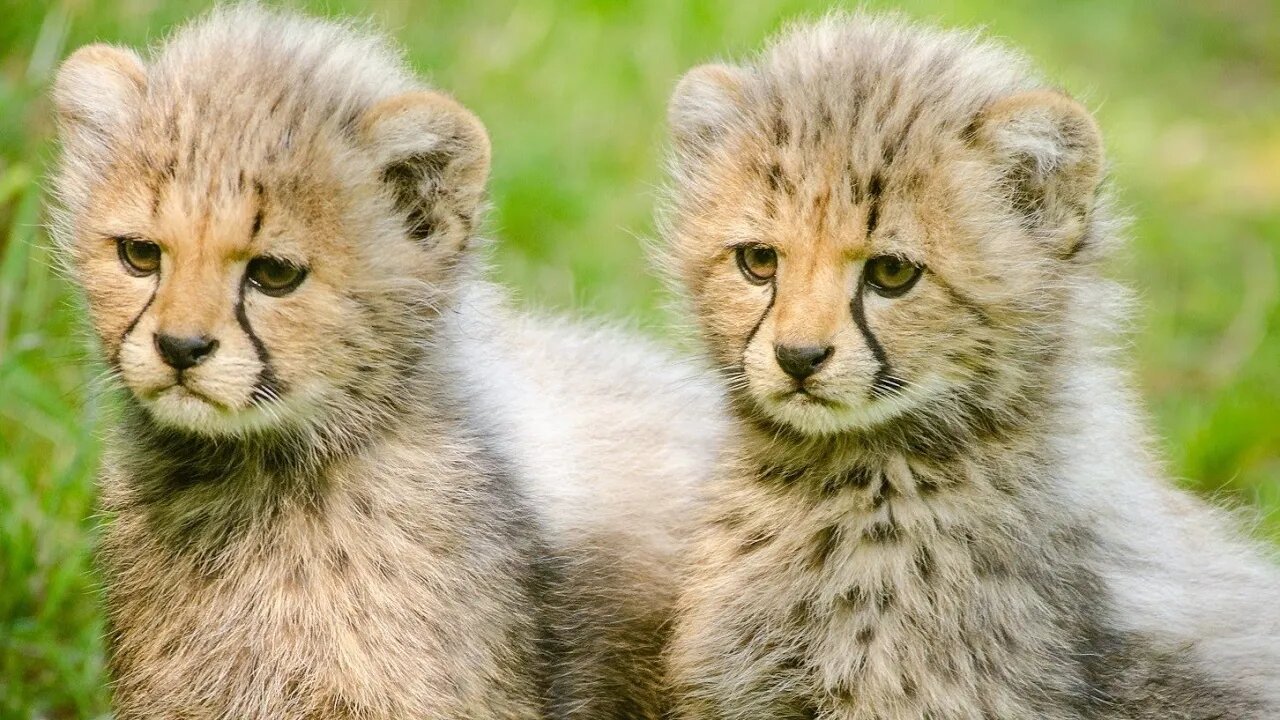 Cutest Animals Ever! Funny Animals Videos (COMPILATION) #trending pets animals pets