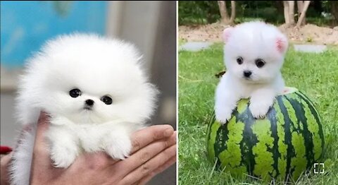 Mini Pomeranian 🔴 Funny and Cute Pomeranian Videos | Funny Puppy Videos 2020 | #OfficialDeep13